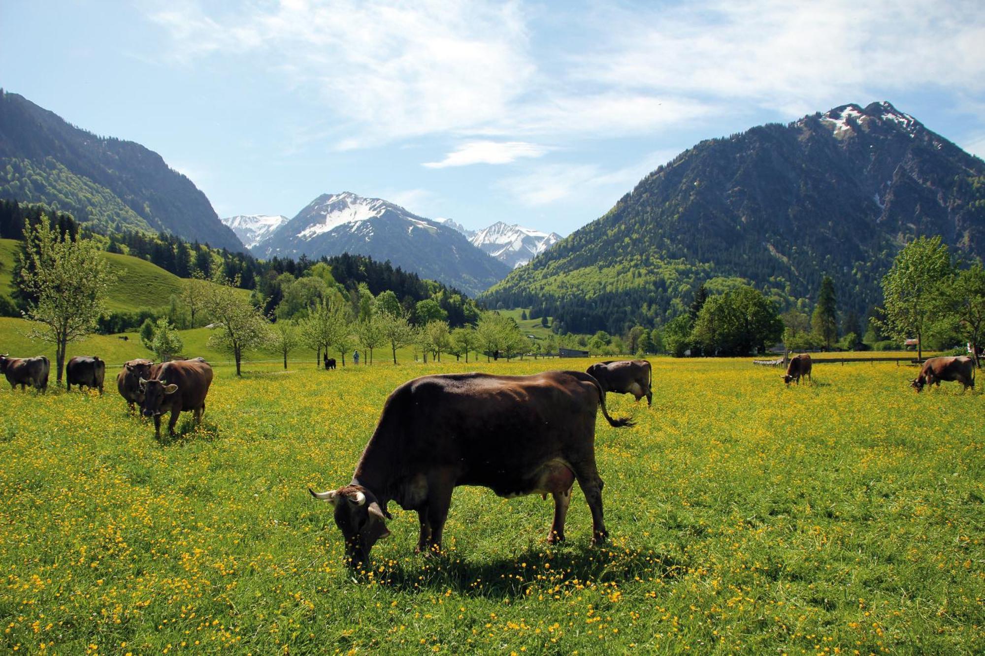 Landhaus Berktold Oberstdorf Room photo